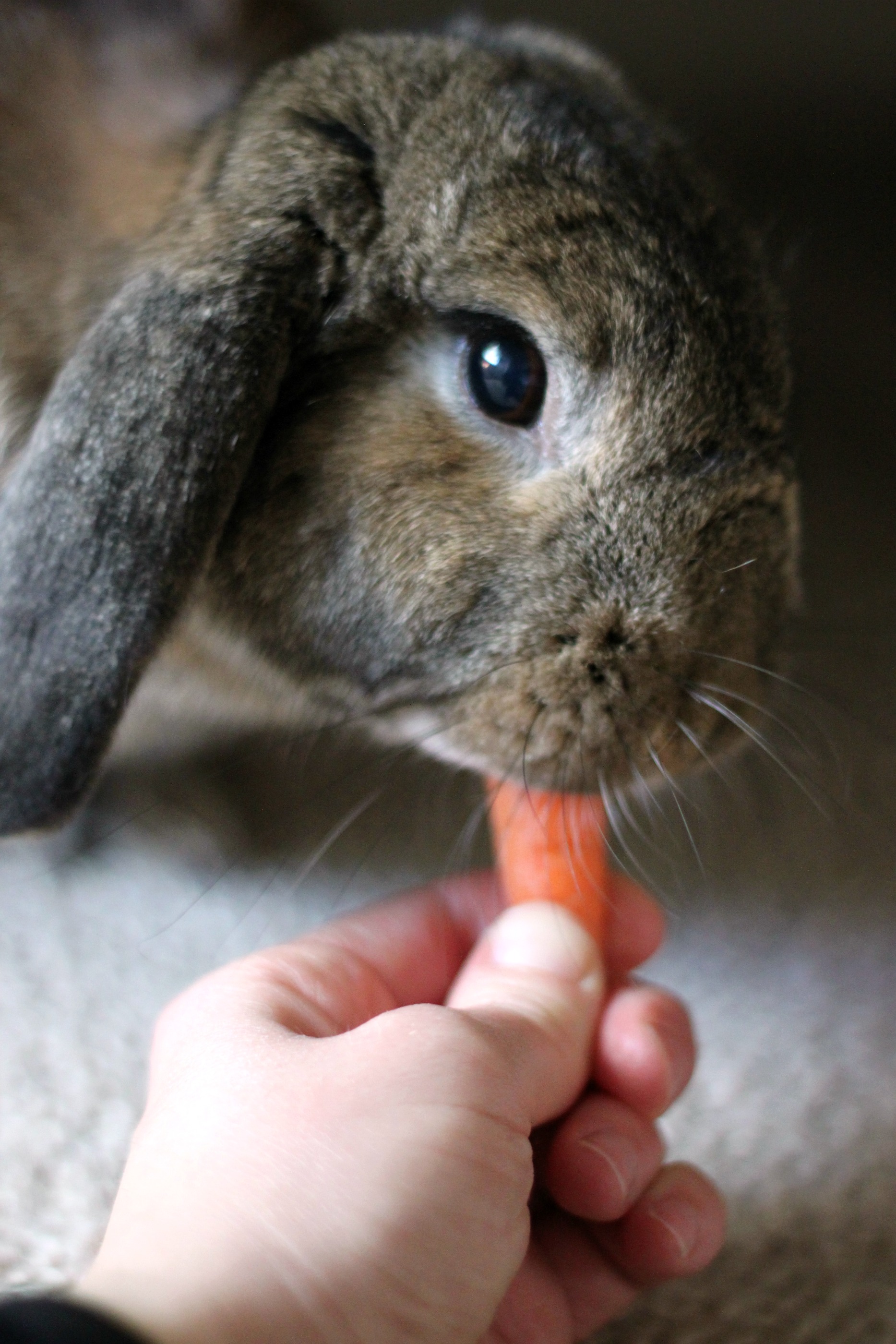 Cinnamon the bunny eating carrot