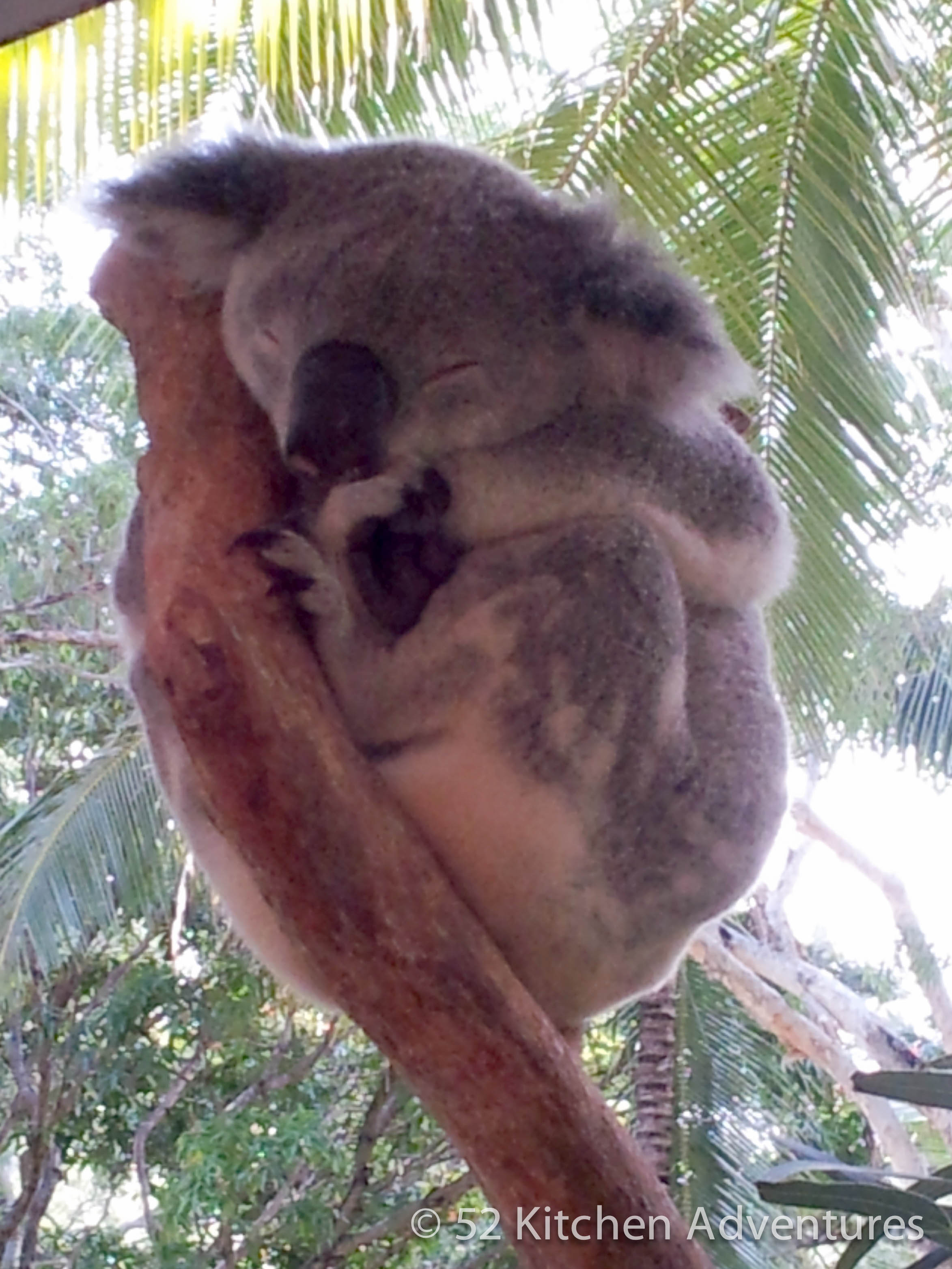 Koala sleeping