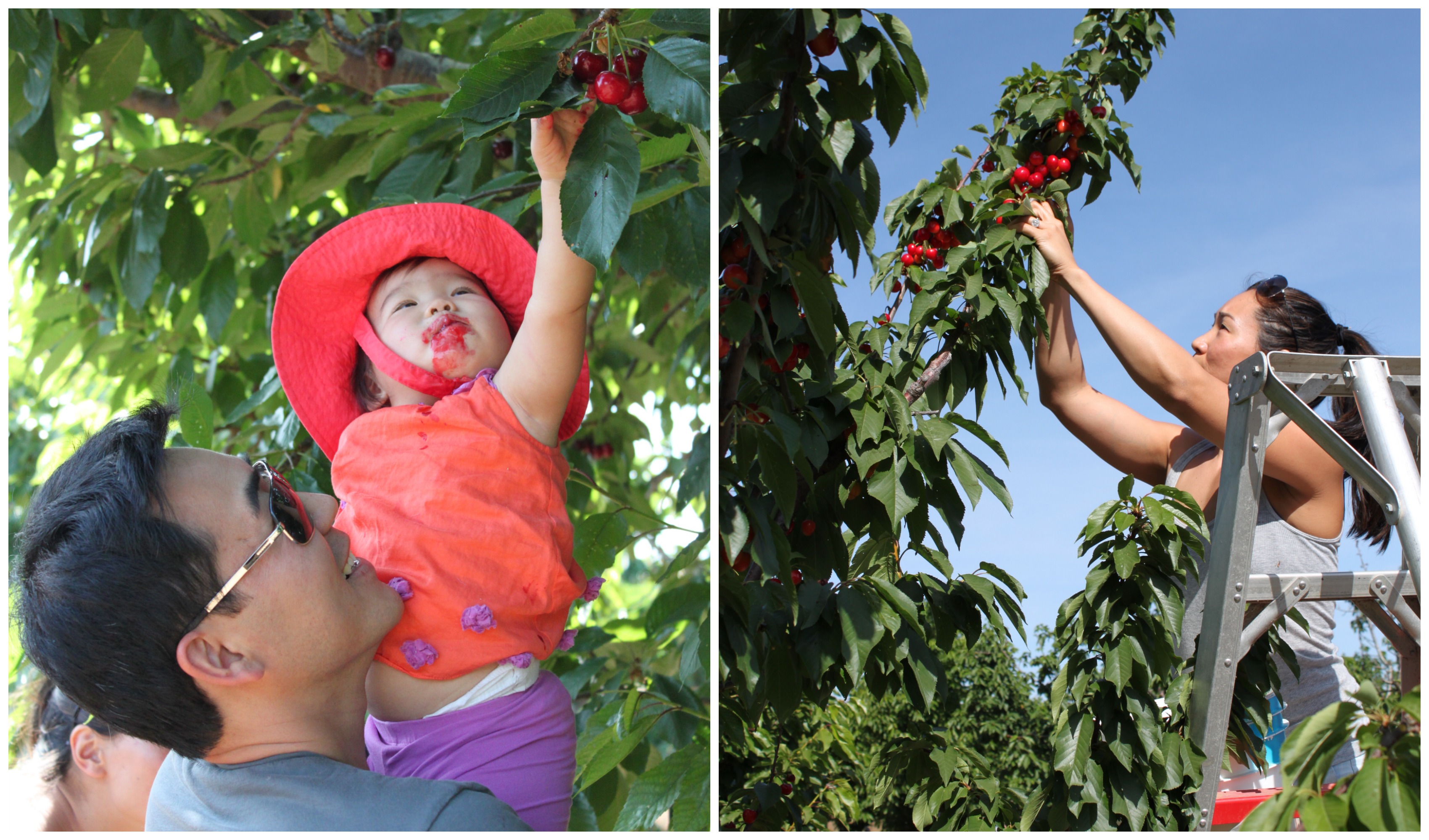 Cherry picking at Salvador Family Farms.jpg